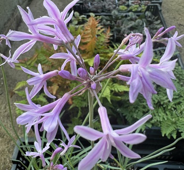 Tulbaghia violacea 'Silver Lace'
